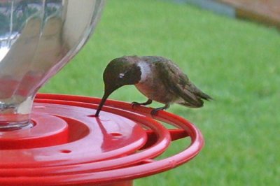 hummer06-29-2010-0077.jpg