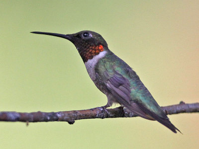 hummingbird-rubythroated9662o.jpg