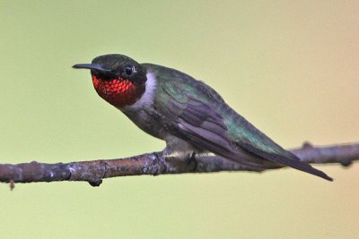 hummingbird-rubythroated9664o.jpg