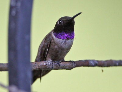 hummingbird-blackchinned9704o.jpg