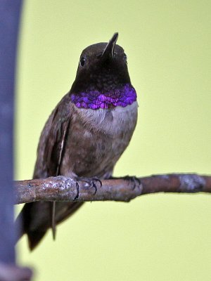 hummingbird-blackchinned9705o.jpg