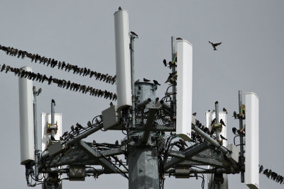 purple-martin8955.jpg