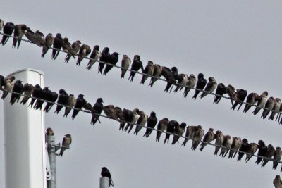 purple-martin8955c.jpg