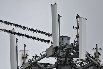 purple-martin8963.jpg