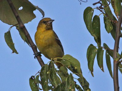 oriole-orchard3374o.jpg