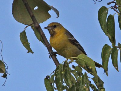 oriole-orchard3377o.jpg