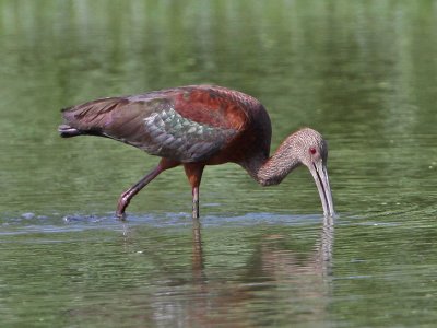 ibis-whitefaced4788a.jpg