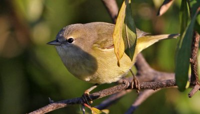 warbler-orangecrowned9288a.jpg