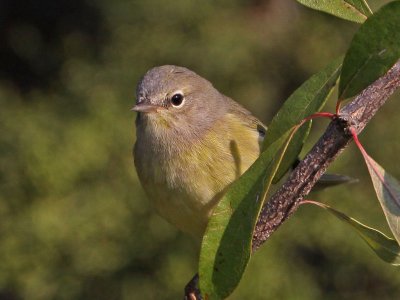 warbler-orangecrowned9396a.jpg