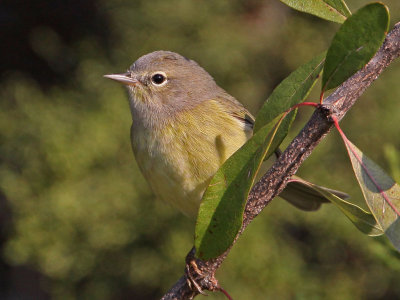 warbler-orangecrowned9402a.jpg