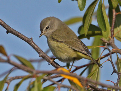 warbler-orangecrowned9616a.jpg