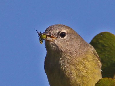 warbler-orangecrowned9256o.jpg