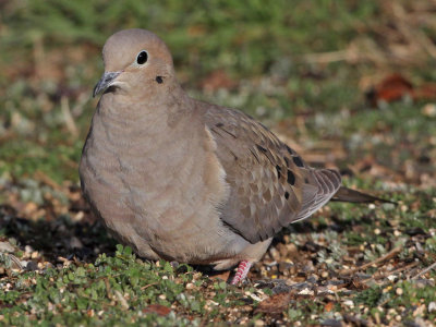 dove-mourning8353a.jpg