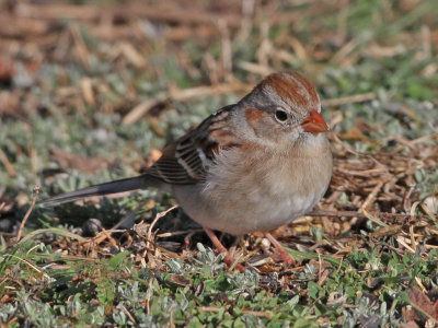 sparrow-field8466a.jpg