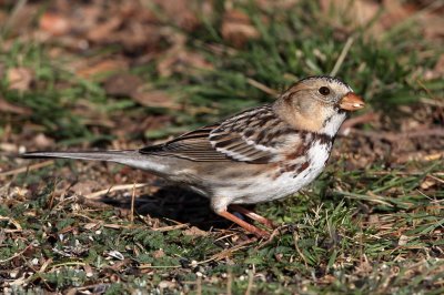 sparrow-harris8427a.jpg