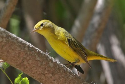 warbler-yellow7542a.jpg