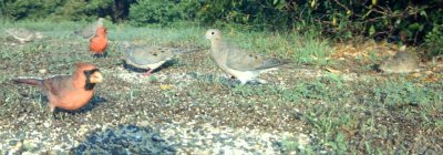 feeding birds0014-1280.jpg