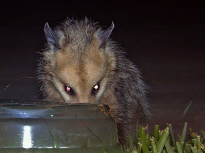 opossum0004a.jpg
