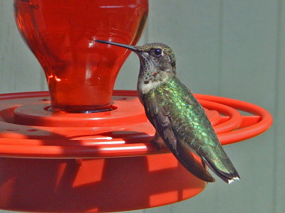hummingbird0144o.jpg