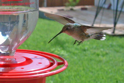 hummer-backyard0377.jpg