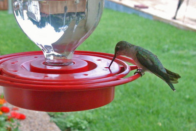 hummer06-29-2010-0674.jpg