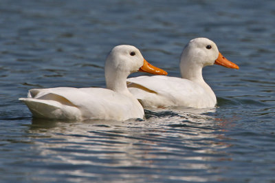 duck-white0807-1024.jpg