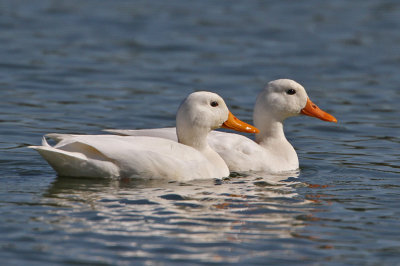 duck-white0810-1024.jpg