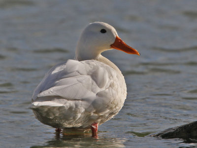 duck-white0145-1024.jpg