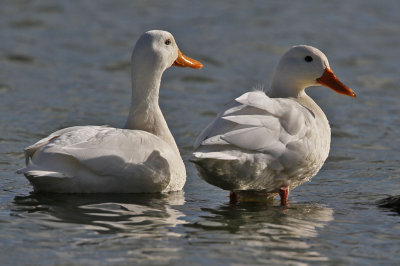 duck-white0150-1024.jpg