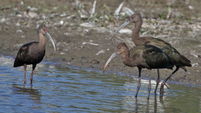 ibis0579-1024.jpg