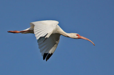 ibis-white0536-1024.jpg