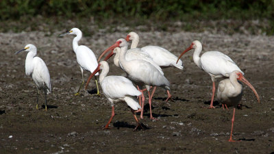 ibis-white0548-1024s.jpg