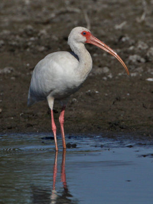 ibis-white0749-800.jpg