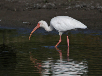 ibis-white0761-1024.jpg