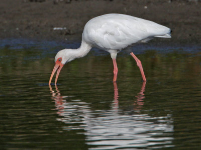 ibis-white0765-1024s.jpg
