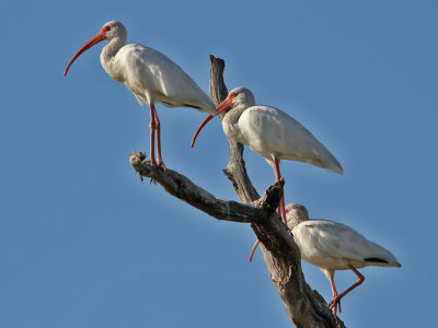 ibis-white1044as.jpg