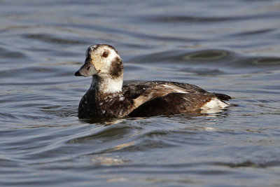 Long-tailed Duck at Village Creek Drying Beds