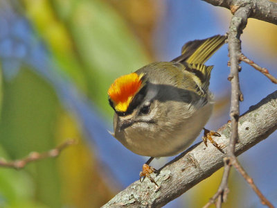 kinglet-goldencrowned4359-1024.jpg