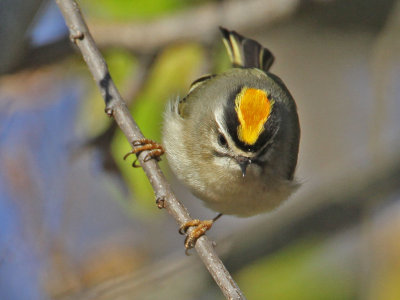 kinglet-goldencrowned4363-1024.jpg