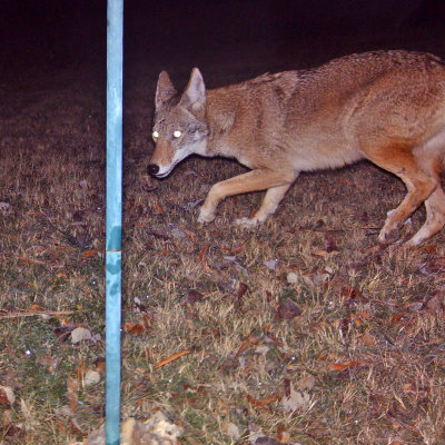 coyote0009-800a.jpg