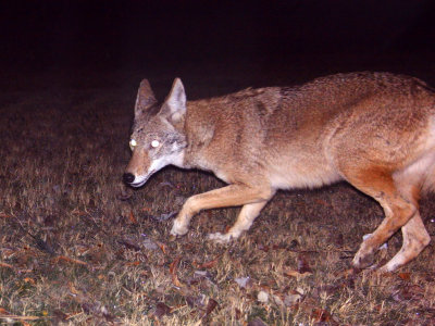 coyote0009-1024.jpg