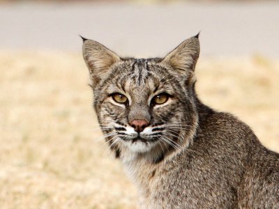 Bobcat one block from home!