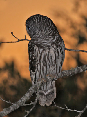 owl-barred1518o.jpg