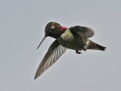 hummingbird2070.jpg