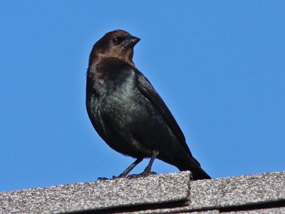 cowbird-brown-headed0193a.jpg