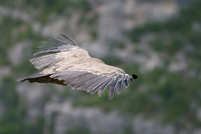 Vautour fauve