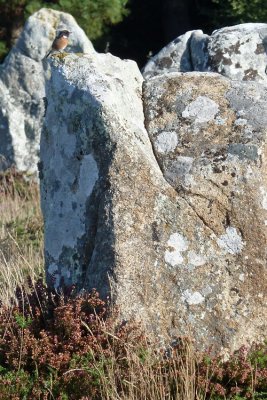 Menhir au Tarier