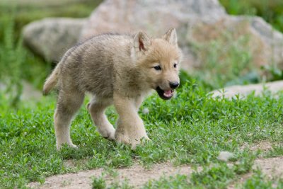 Loup de l'Arctique