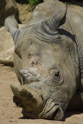 Rhinoceros