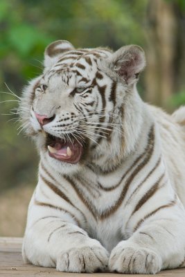 Tigre blanc